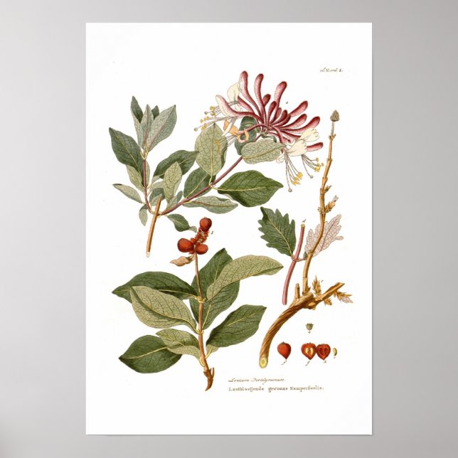 Lonicera periclymenum (Honeysuckle) Poster (Front)