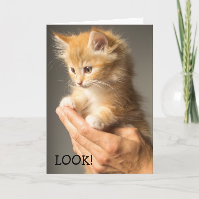 Look at this kitten on a Birthday Card (Front)