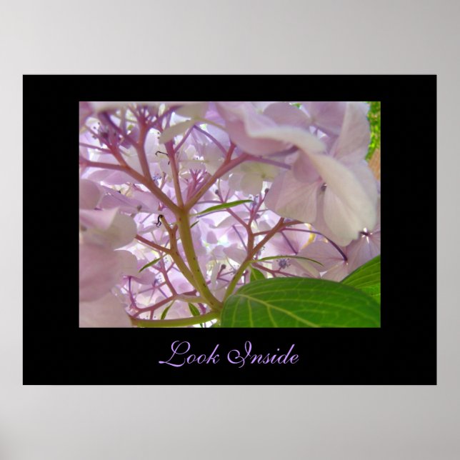 Look Inside art print Healing Touch Hydrangea (Front)