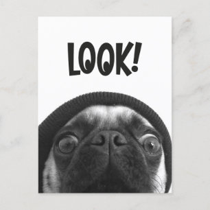 LOOK it's Lola the Pug Postcard