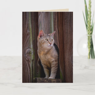 look out cat greeting card