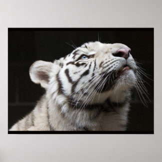 Look to the Light! Poster