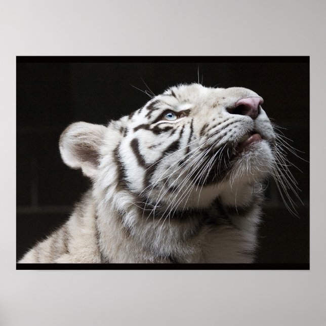 Look to the Light! Poster (Front)