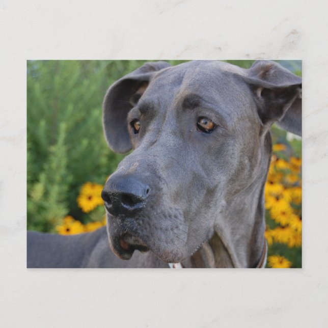 Lookin' Pretty Postcard (Front)