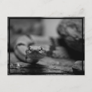 looking at you! postcard