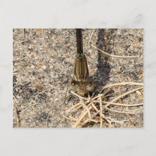 Looking at You Postcard