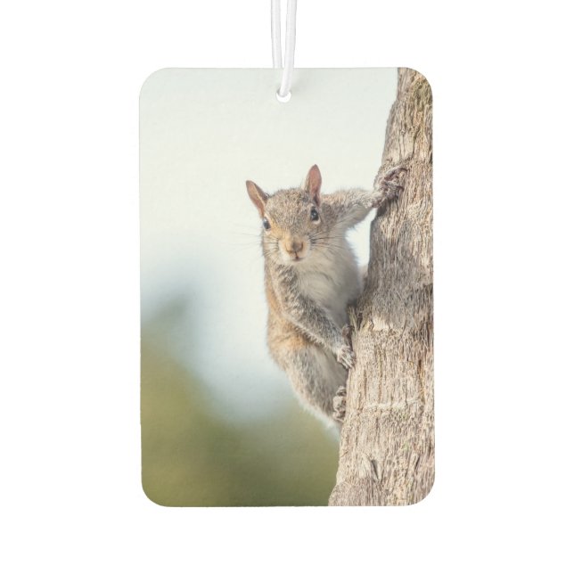 Looking at You! Squirrel Air Freshener (Back)