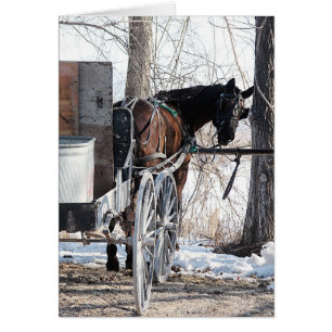 Looking Back Amish Horse All Occasions Greeting Ca