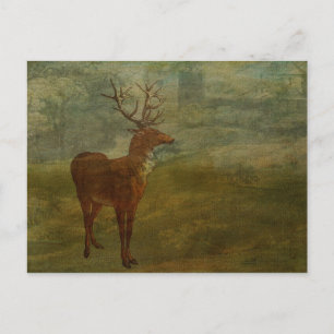 Looking for Landseer Postcard