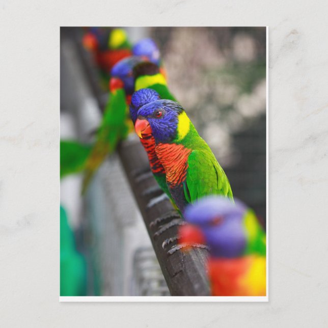 Looking for me? postcard (Front)