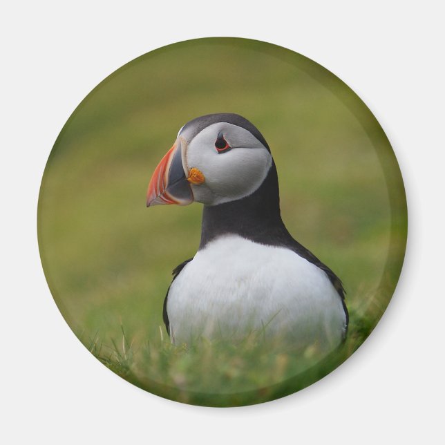Looking for the Burrow Puffin Magnet (Front)