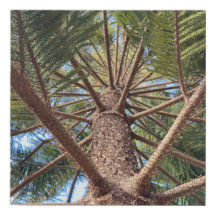 Looking up a tree trunk