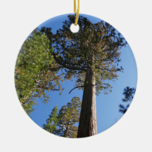 Looking Up at Mariposa Grove Ceramic Tree Decoration