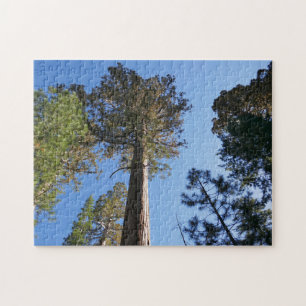 Looking Up at Mariposa Grove Jigsaw Puzzle