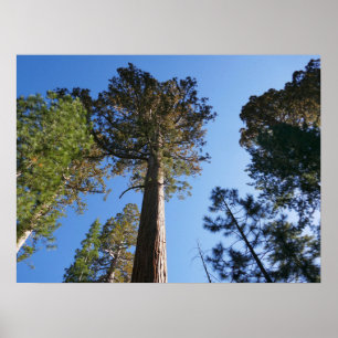 Looking Up at Mariposa Grove Poster