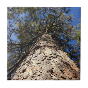 Looking up at the Sky through Pine Boughs Tile
