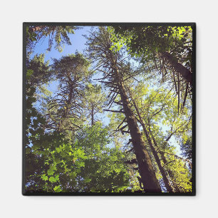 Looking up at the Trees Magnet