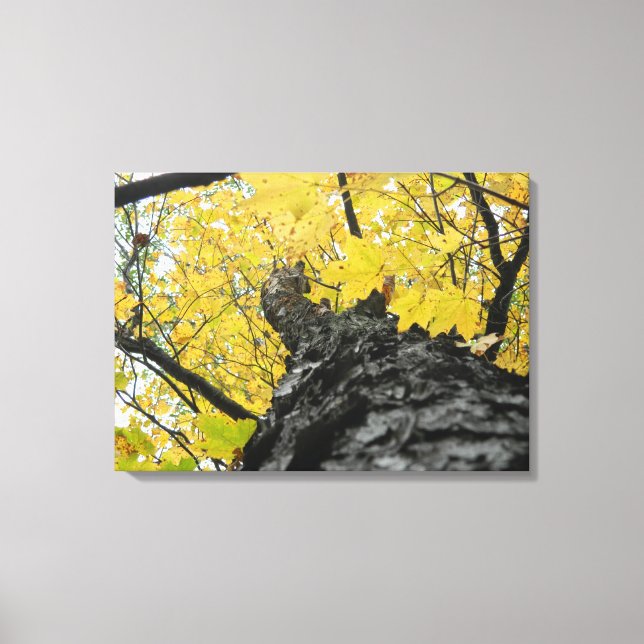 Looking Up at Yellow Fall Leaves Canvas Print (Front)