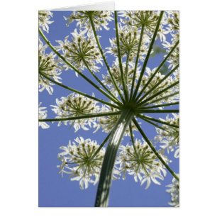 Looking Up - Floral Photography Card