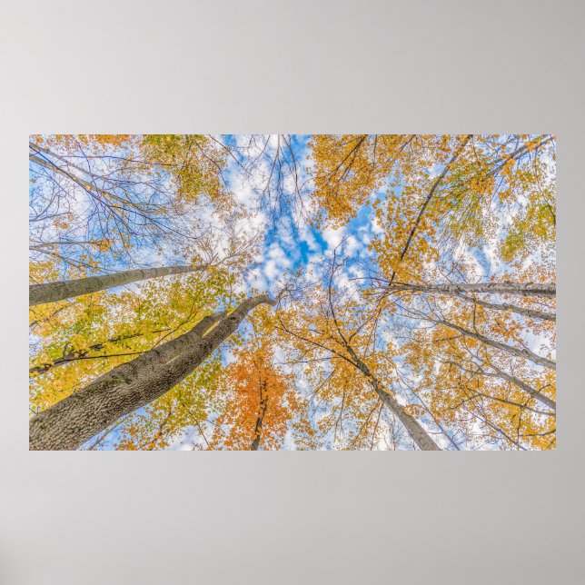 Looking up from the forest floor poster (Front)