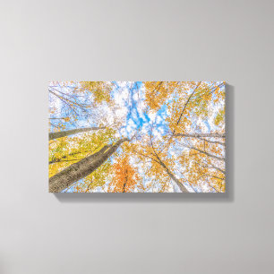 Looking up from the forest floor Stretched Canvas Print