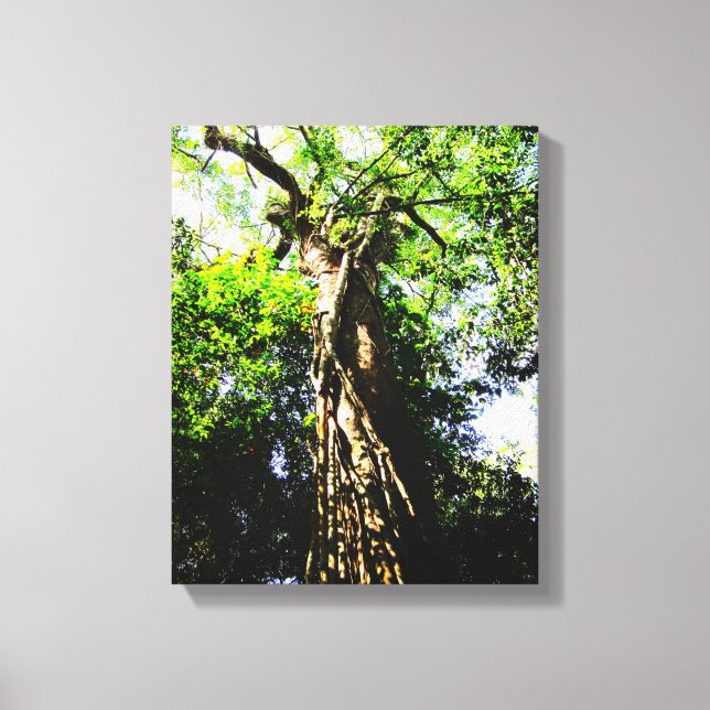Looking up large tree in forest - Wrapped Canvas (Front)