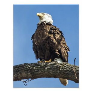 Looking Up Photo Print