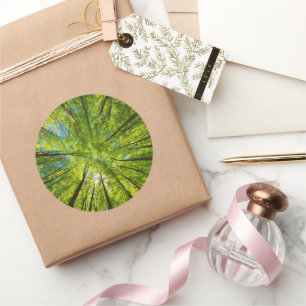 Looking up through green tree leaves classic round sticker