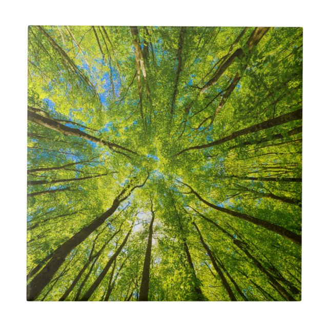 Looking up through green tree leaves tile (Front)