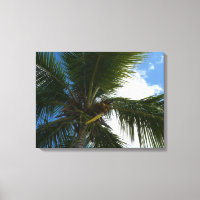 Looking Up to Coconut Palm Tree Tropical Nature