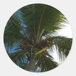 Looking Up to Coconut Palm Tree Tropical Nature Classic Round Sticker