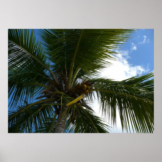 Looking Up to Coconut Palm Tree Tropical Nature Poster (Front)