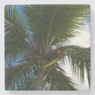 Looking Up to Coconut Palm Tree Tropical Nature Stone Coaster