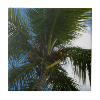 Looking Up to Coconut Palm Tree Tropical Nature Tile
