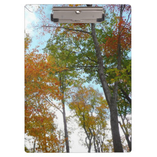 Looking Up to Fall Leaves I Colourful Fall Foliage Clipboard