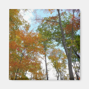 Looking Up to Fall Leaves I Colourful Fall Foliage Magnet