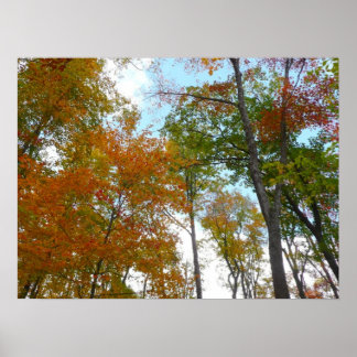 Looking Up to Fall Leaves I Colourful Fall Foliage Poster