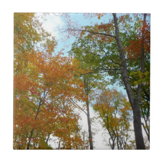 Looking Up to Fall Leaves I Colourful Fall Foliage Tile