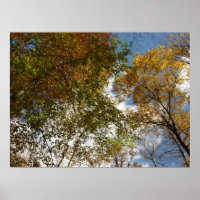 Looking Up to Fall Leaves II Autumn Nature