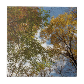 Looking Up to Fall Leaves II Autumn Nature Tile