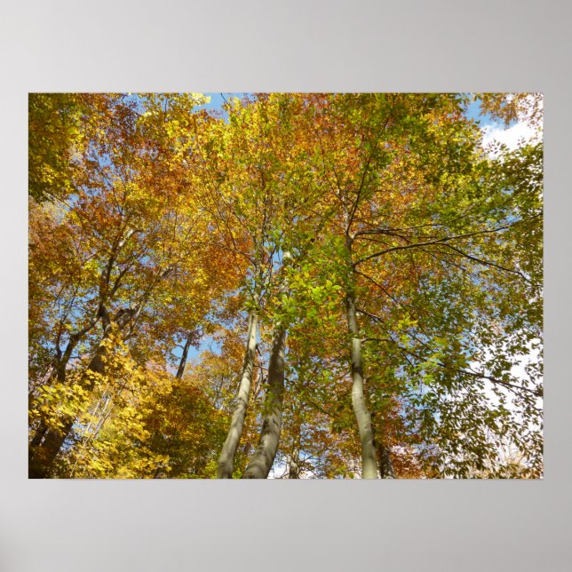 Looking Up to Fall Leaves III Colourful Foliage Poster (Front)