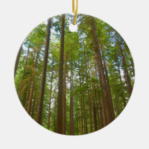 Looking Up to Old Growth Forest Ceramic Tree Decoration