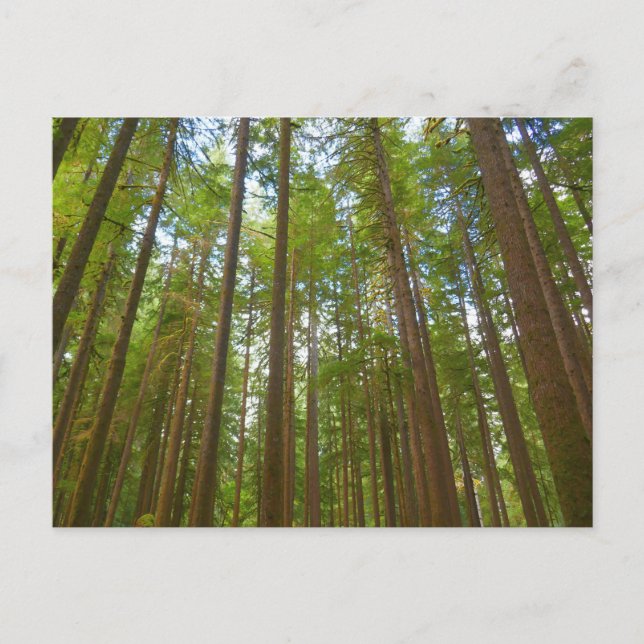 Looking Up to Old Growth Forest Postcard (Front)
