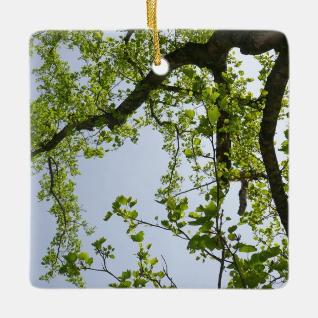 Looking Up to Spring Poplar Tree Ceramic Ornament (Front)