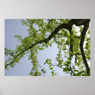 Looking Up to Spring Poplar Tree Poster