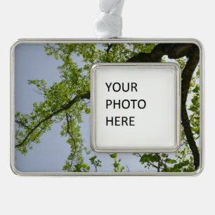Looking Up to Spring Poplar Tree Silver Plated Framed Ornament