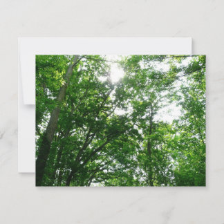 Looking Up to Summer Trees