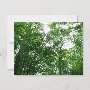 Looking Up to Summer Trees