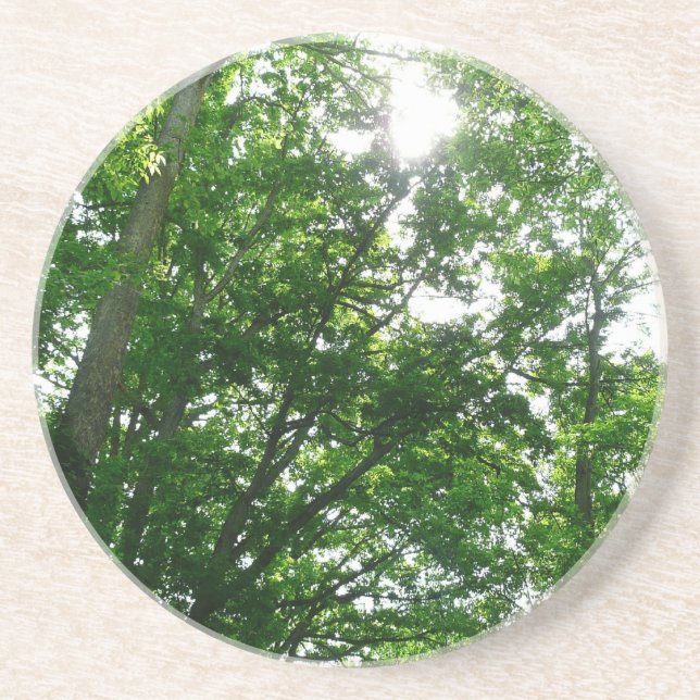 Looking Up to Summer Trees Coaster (Front)