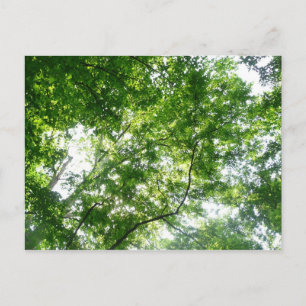 Looking Up to Summer Trees Postcard